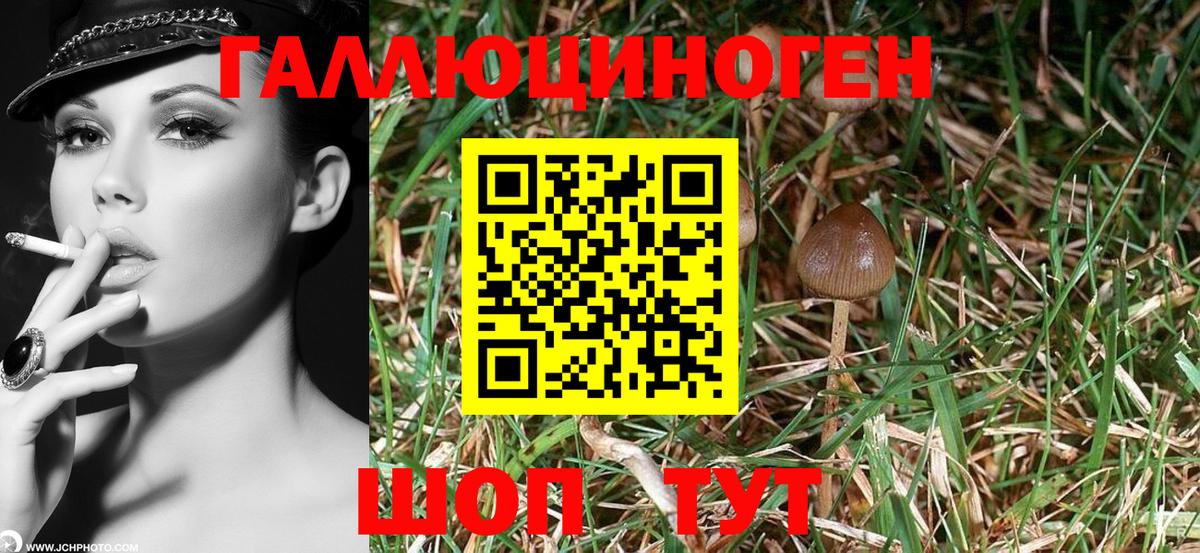 Псилоцибиновые грибы прущие грибы  Галлюциногенные грибы Cubensis  Россия  Вход с VPN 